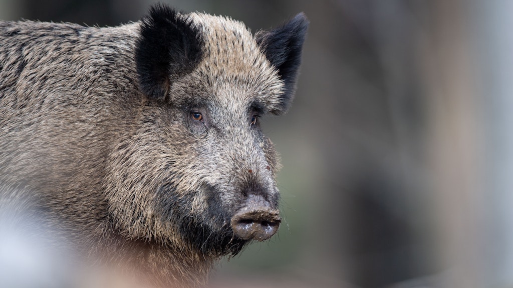 Bereits ein weggeworfenes Wurstbrot mit Erregern, das von einem Wildschwein gefressen wird, kann die Schweinepest auslösen.