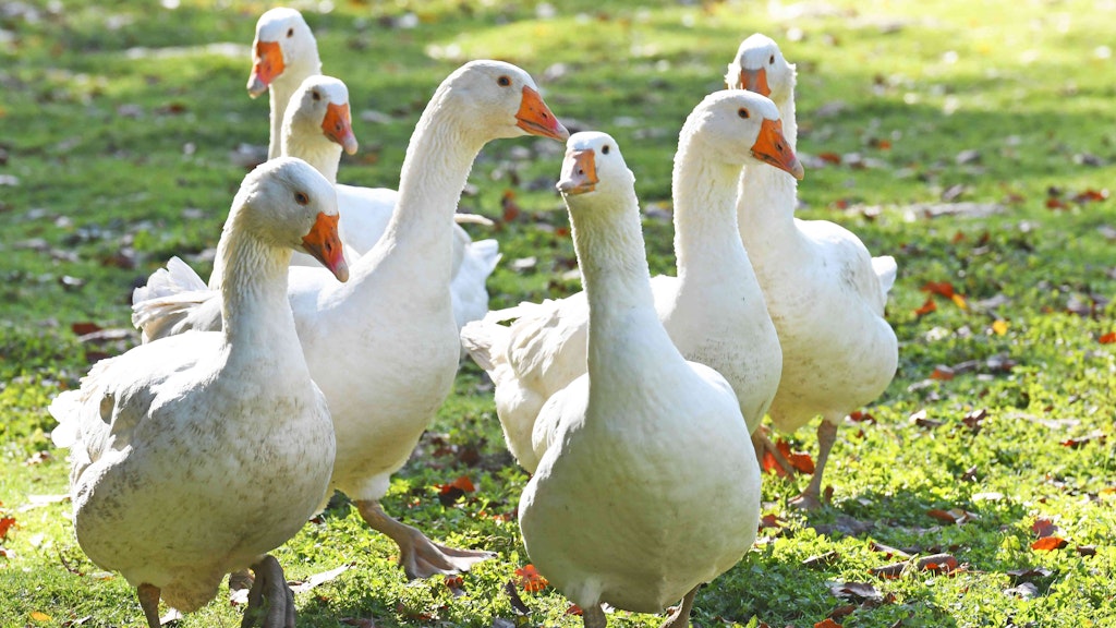 Darf man Weihnachten noch eine Gans servieren? 