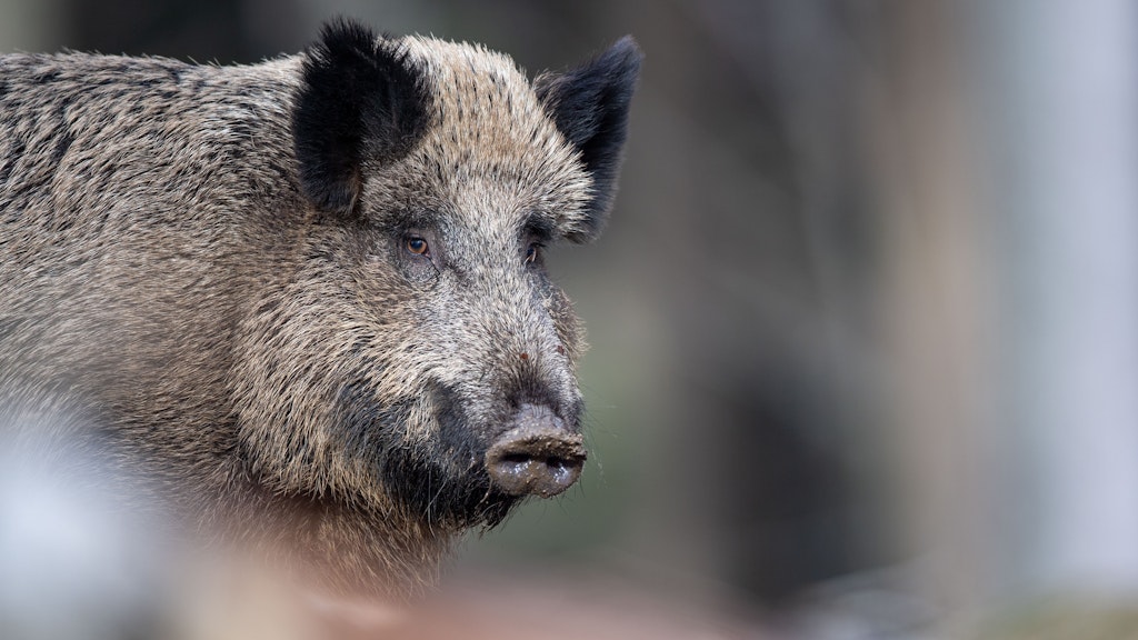 Ein Wildschwein steht auf einem Plateau im Wald. (Symbolbild)