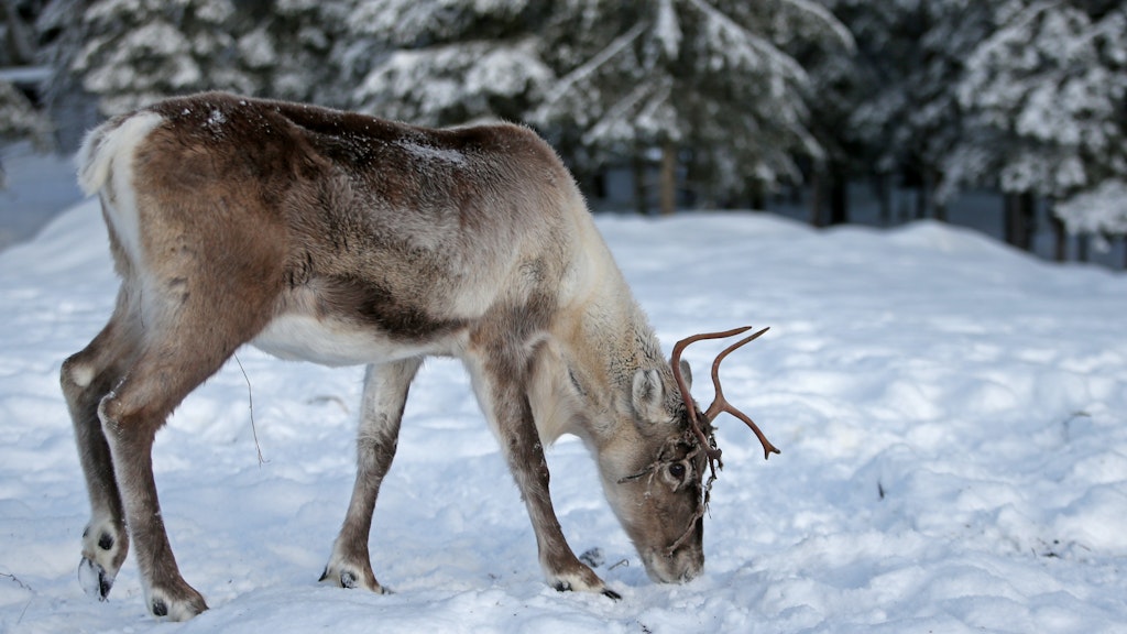 Ein Rentier auf Futtersuche. Schnee ist dabei kein Problem. Aber wenn eine Eisschicht den Boden bedeckt, kommt das Tier nicht durch.