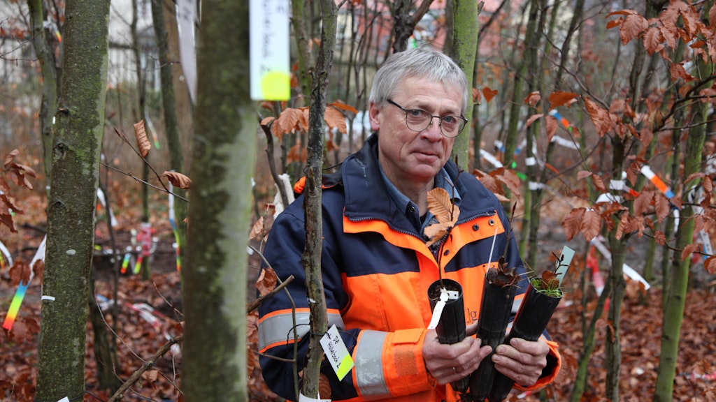 Dr. Manfred Forstreuter kennt die Buchen bestens.