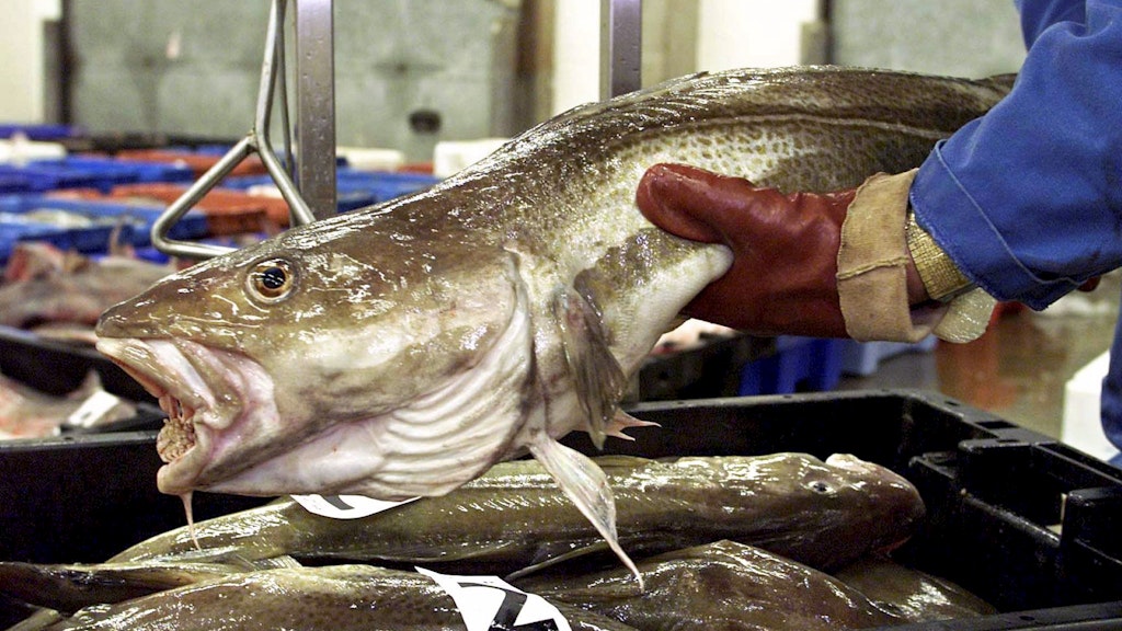 Ein Fischhändler wiegt auf dem Fischmarkt in Lowestoft, Großbritannien, einen Kabeljau.