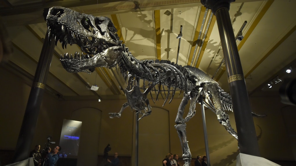 Berlin: Das Skelett des Tyrannosaurus Rex namens «Tristan Otto» ist im Naturkundemuseum in Berlin ausgestellt.