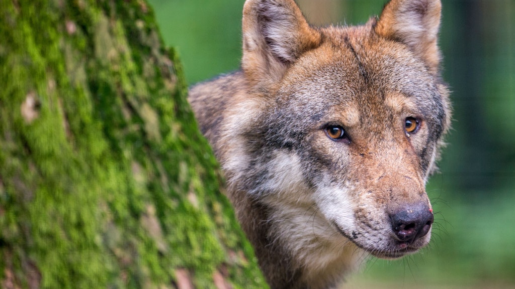 Ein Wolf schaut hinter einem Baum im Wildpark Poing in Bayern hervor.