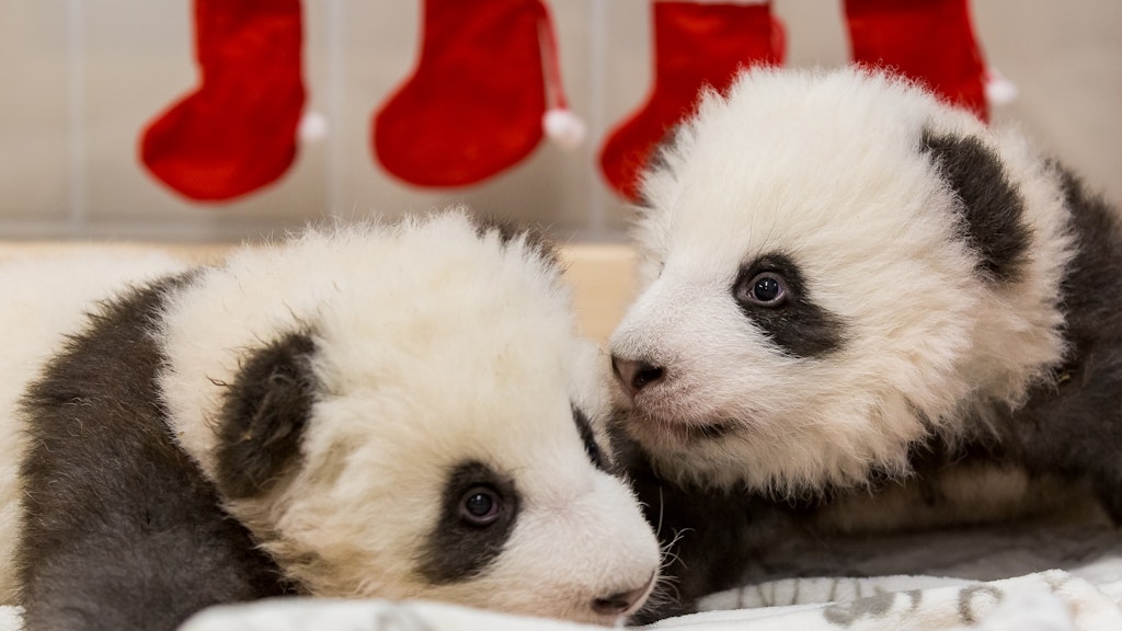 Die Panda-Zwillinge aus dem Berliner Zoo werden heute getauft. 