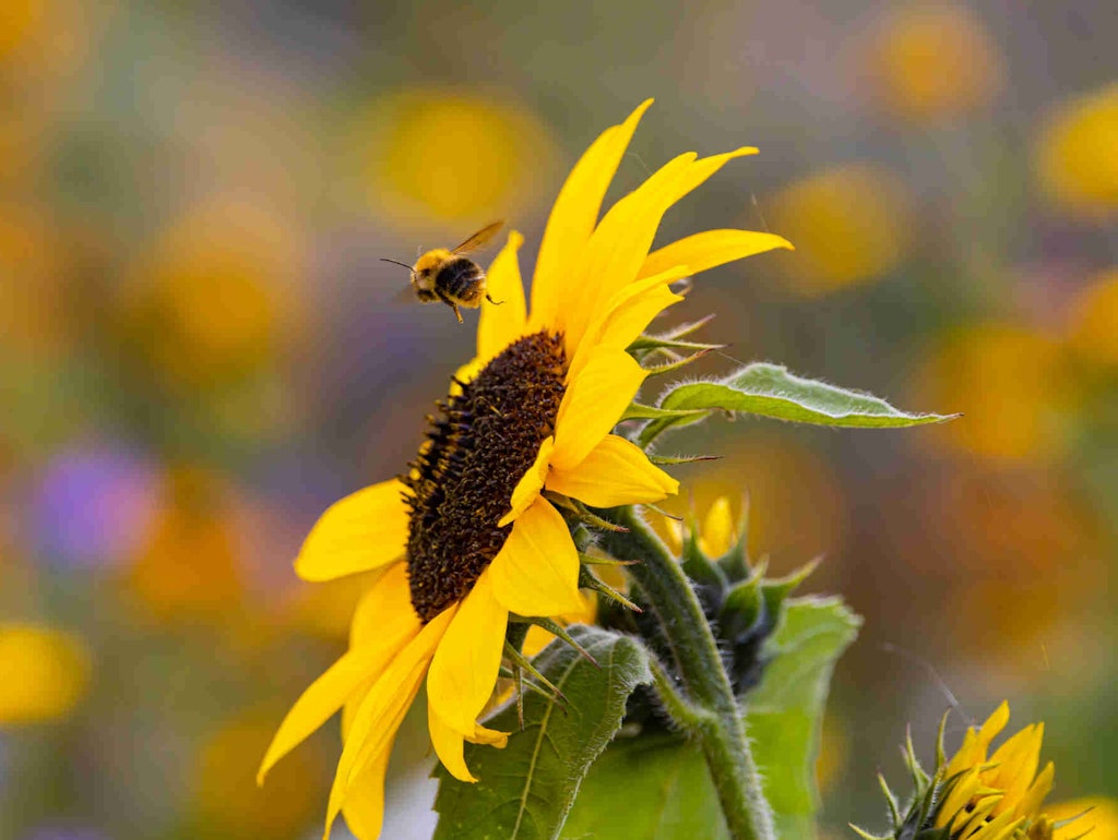 Die Bausenatorin entschied sich doch für eine Bienenwiese - entgegen der Stimmen der Bürger. 