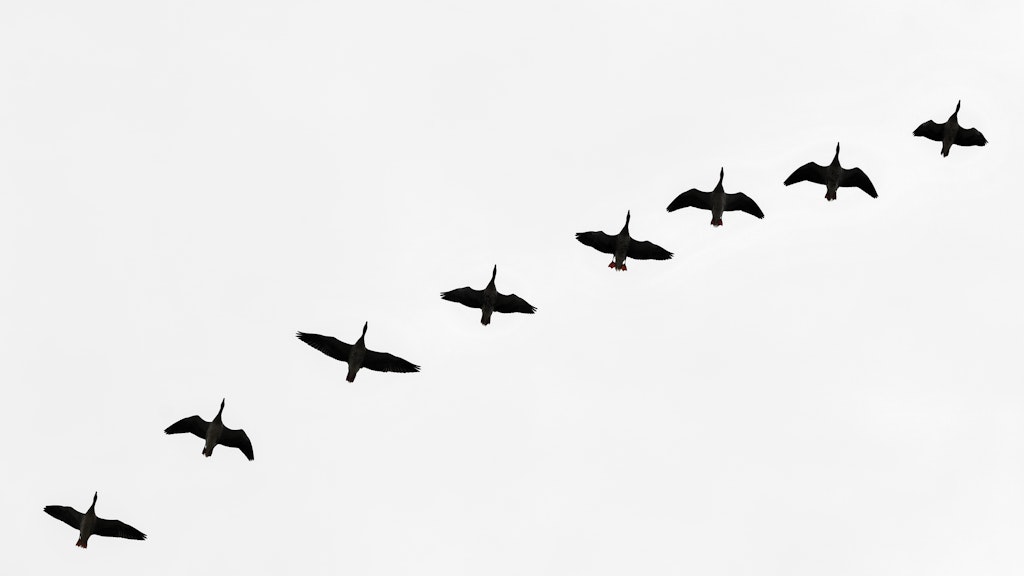 Wildgänse fliegen am trüben Himmel über der Lausitz.