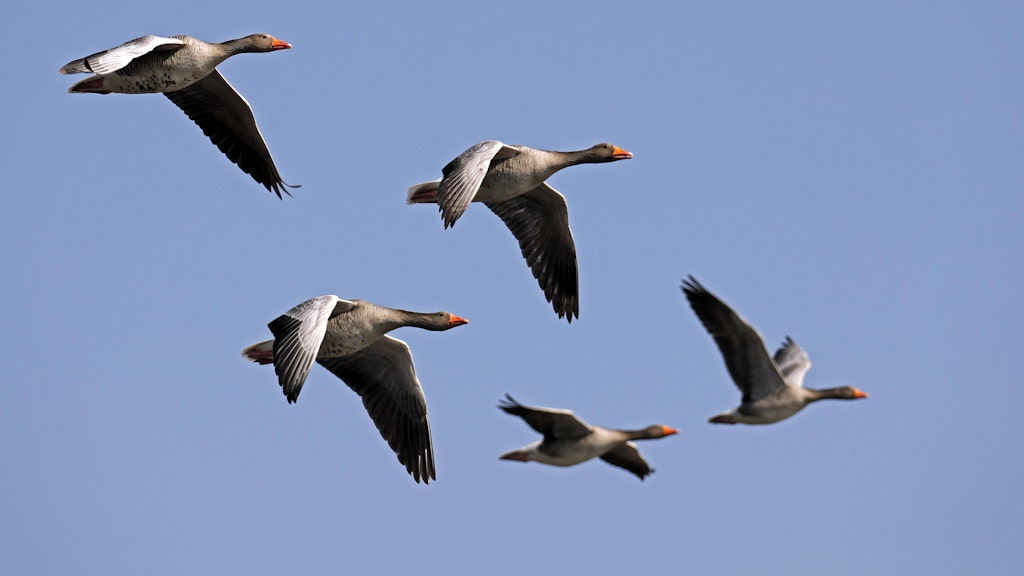 Wildgänse im Formationsflug.