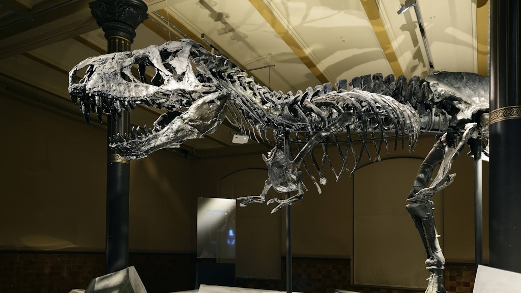 Das weltweit einmalige Skelett des Tyrannosaurus rex Tristan - Otto im Naturkundemuseum.
