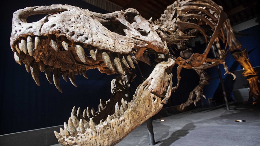 Das Dino-Skelet von T. Rex Tristan Otto gibt es am Wochenende zum vorerst letzten Mal in Berlin zu sehen.