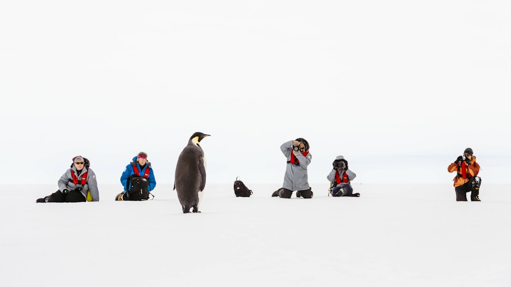 Bild mit Pinguin: Die Touristen kommen den Tieren sehr nah.
