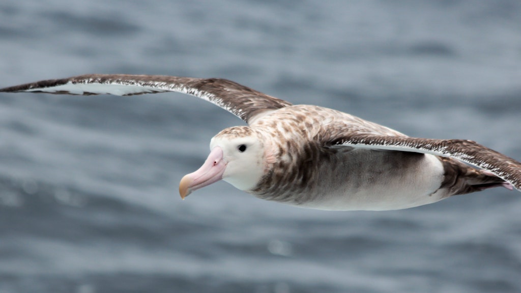 Albatrosse lassen sich wie Spürhunde nutzen. 