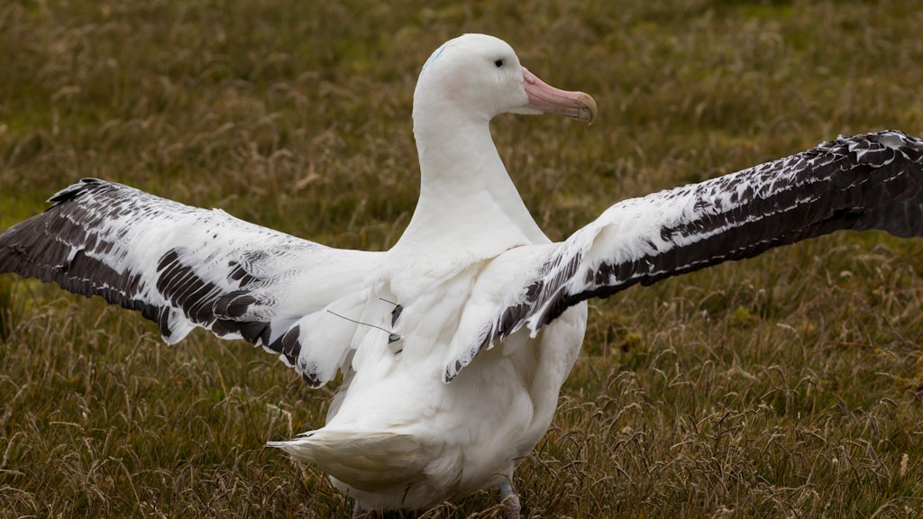 Ein Wanderalbatross mit Funksender auf dem Rücken