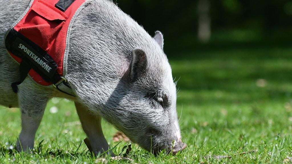 Viele Großstädter halten Minischweine wie Hunde oder Katzen.