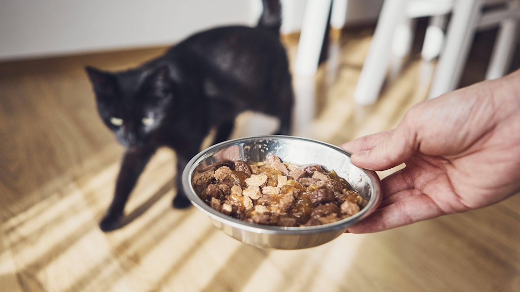 Katzen schmecken die Süße gar nicht , aber werden trotzdem davon abhängig.