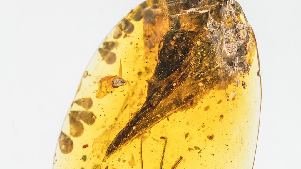 Winziger Urvogel-Schädel, konserviert in 99 Millionen Jahre altem Bernstein