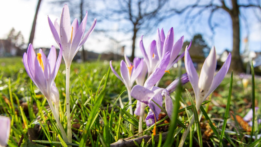 Krokusse blühen bei Sonnenschein auf einer Wiese (Symbolfoto). 