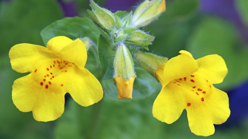 Leuchtend und getupft wie Mini-Orchidee: die Gauklerblume.
