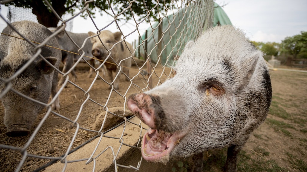Es ist der erste nachgewiesene Ausbruch der Afrikanischen Schweinepest bei Hausschweinen in diesem Jahr.