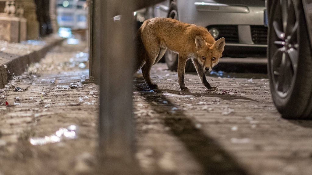 Ein Stadtfuchs im Gleimtunnel, Berlin.
