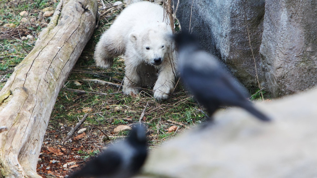 In 30, 40 Jahren könnte es keine wilden Eisbären mehr geben.