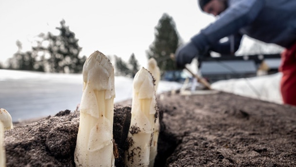 Wegen der Grenzschließungen konnten deutlich weniger Ernethelfer als üblich nach Beelitz kommen.