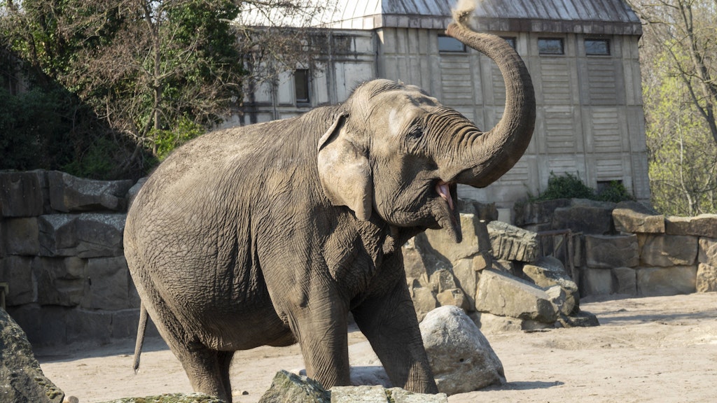 Elefanten im Tierpark Berlin.