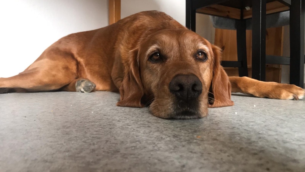 Das schöne Goldbraun, Erbe der Irish-Setter-Mutter und des Labrador-Vaters, prägt nach wie vor den Gesamteindruck von Lotta.<br>