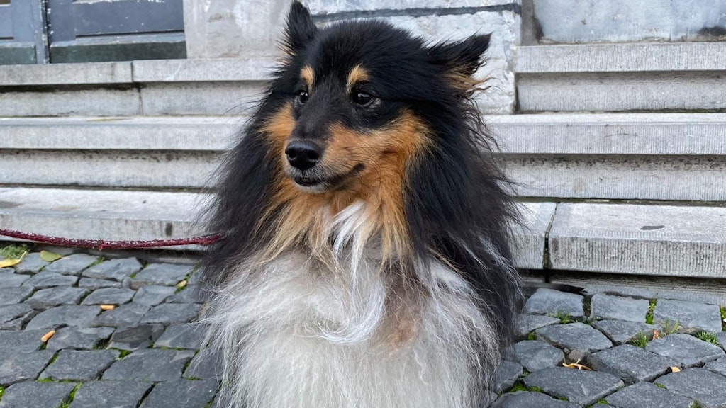 Der kleine Shetland Sheepdog (Shelti) wurde von einer Polizistin in einem Zug gefunden.