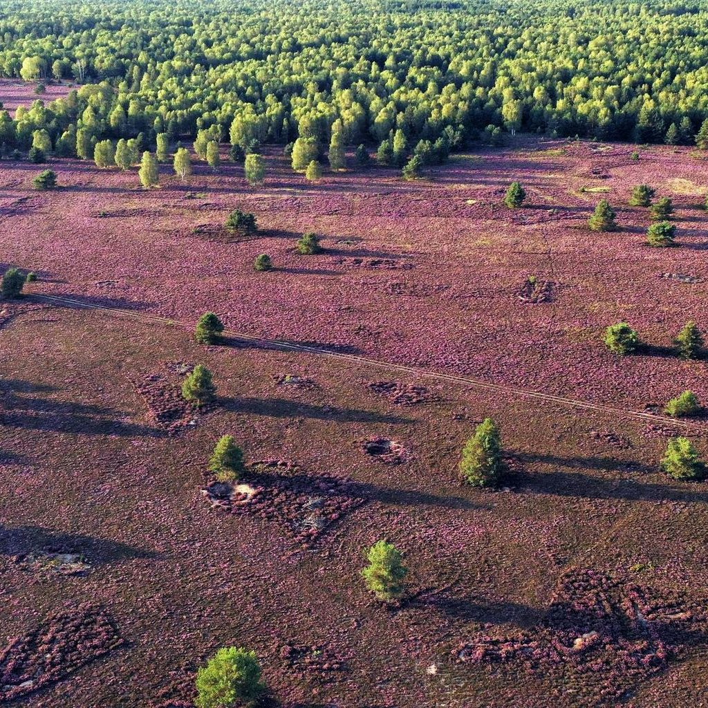 Im August und September blüht die Heide in intensiven Lila-Tönen.