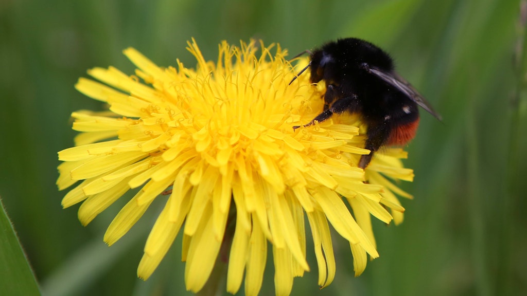 Bevor die Steinhummel weggemäht werden, soll sie zu ihrem Schutz vertrieben werden.