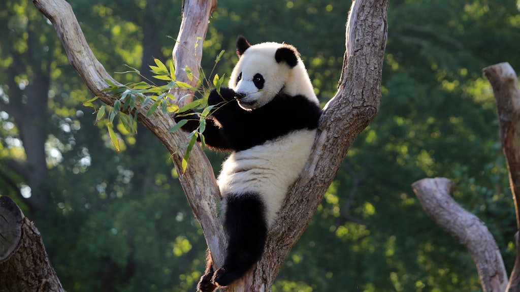 Panda-Junge Paule hockt in seinem Baum und lässt sich die Bambustriebe schmecken.