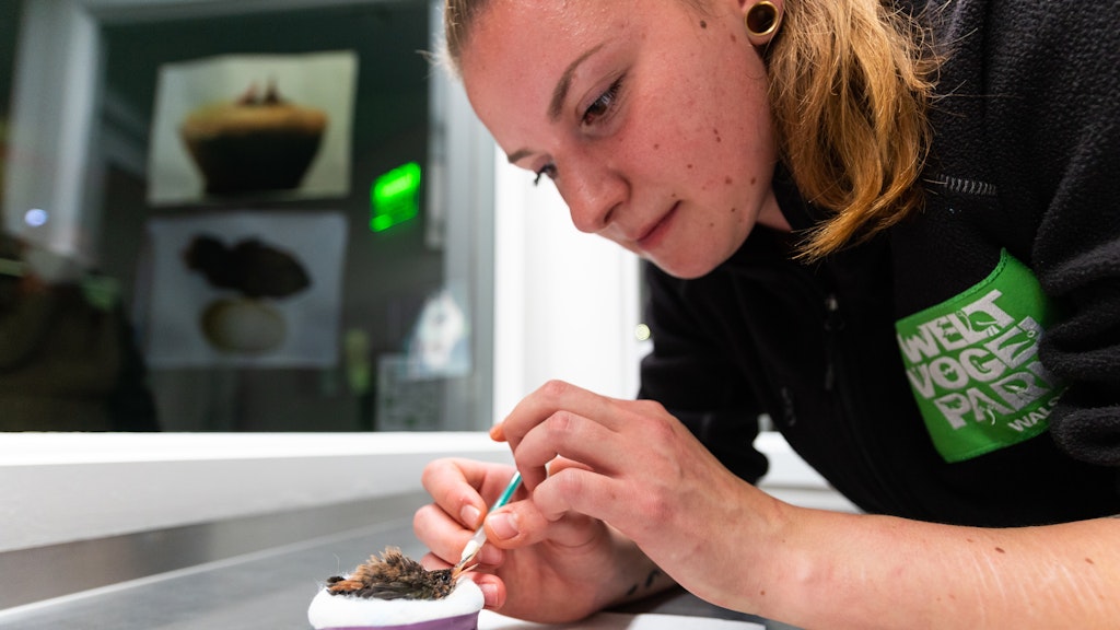 Pflegerin Lisa Renken füttert ihren kleinen Schützling mit der Spritze.
