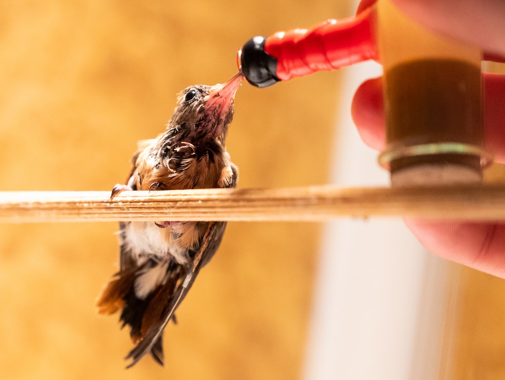 Leckerschmecker: Der kleinen Kolibri wird mit Fruchtfliegenbrei versorgt.