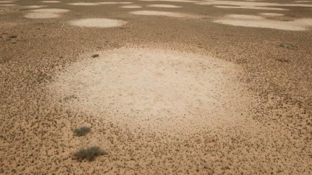 Die Feenkreise der Namib-Wüste werden laut einer aktuellen Studie von zwei ganz verschiedenen Termitenarten verursacht.