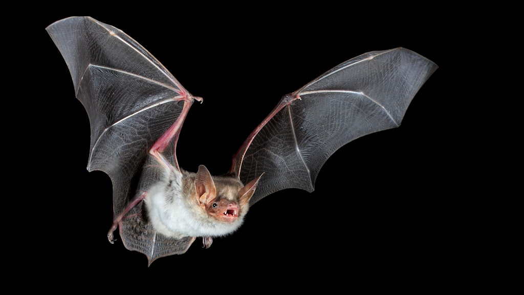Eine Fledermaus.