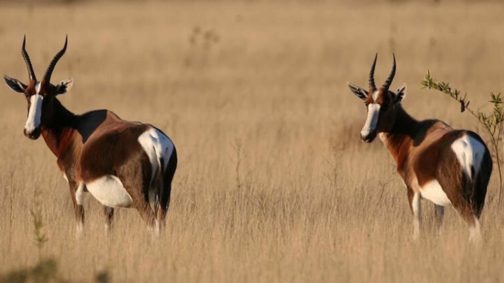 Zwei Buntböcke im Bontebok-Nationalpark in Südafrika. 