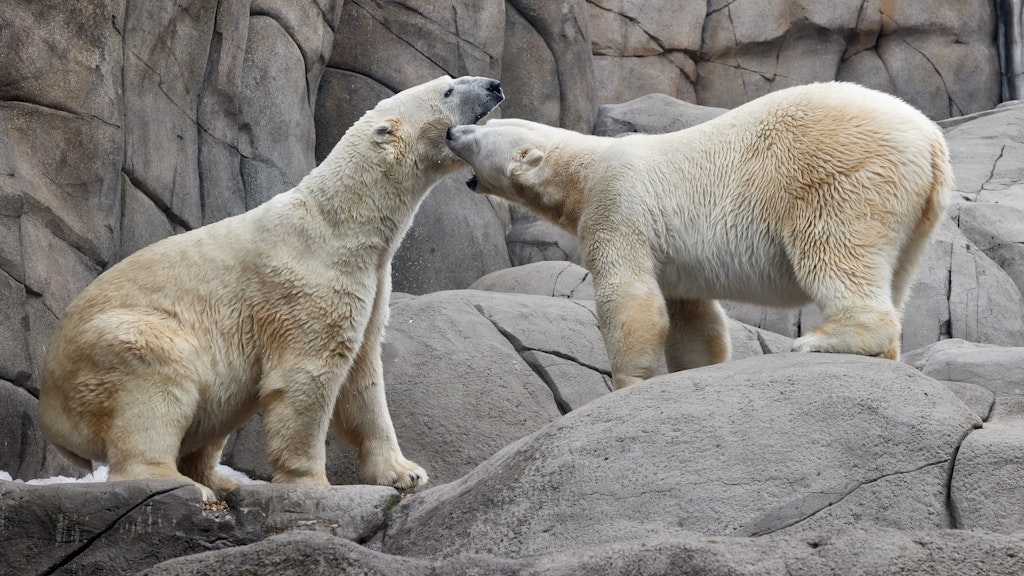 Die Eisbären Victoria (r.) und Kap im Außengehege in Hagenbecks Tierpark. 