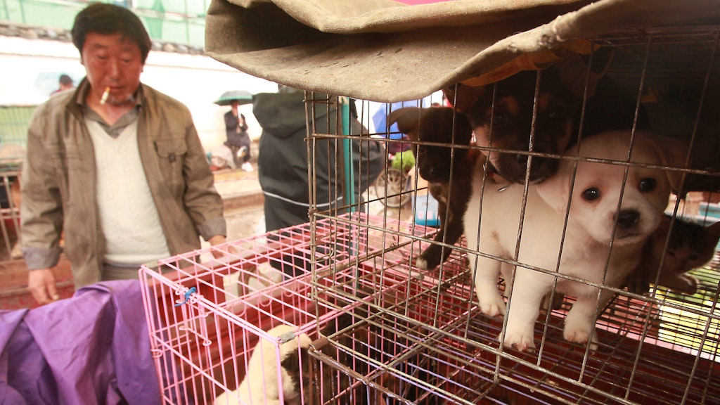 Hunde werden auf einem Markt in China an Restaurants verkauft. 