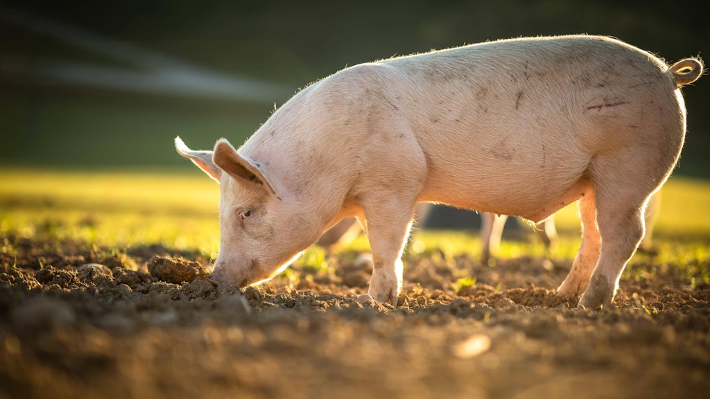 Ein Schwein.