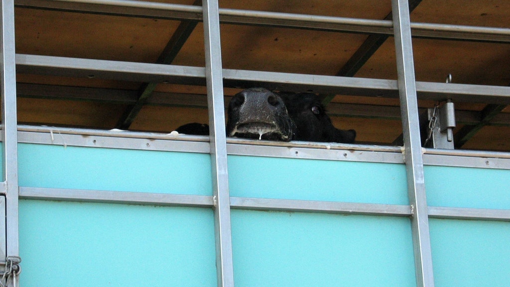 Ein Rind in einem Tiertransporter.