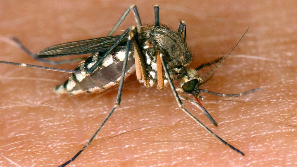 Das West-Nil-Virus wird hauptsächlich von Stechmücken zwischen wildlebenden Vögeln übertragen.