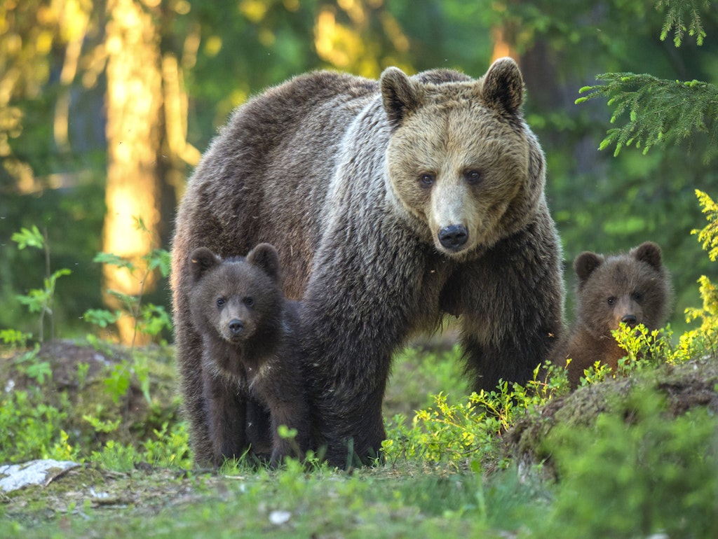 Der Europäische Braunbär ist eigentlich ein menschenscheuer Charakter.