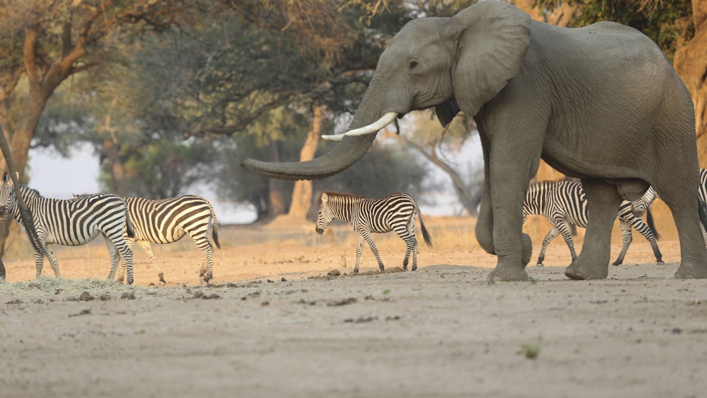 Ein Afrikanischer Elefant (Symbolbild). 