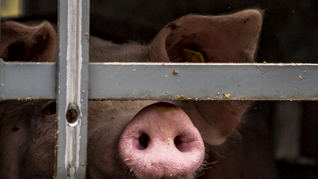 Ein Schwein schaut aus dem Transporter, der auf das Betriebsgelände der Firma Tönnies fährt. 