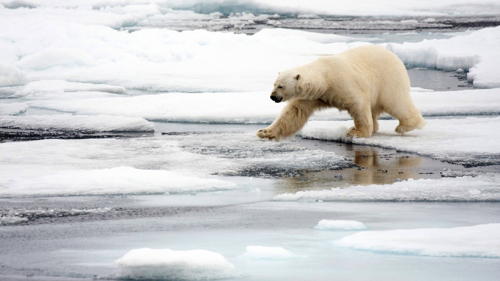Ein Eisbär läuft in Spitzbergen in Norwegen über Eisschollen.