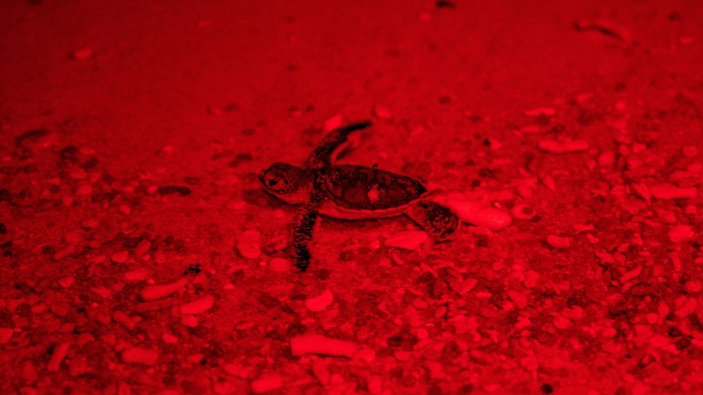 Gut bewacht: Eine Babyschildkröte auf dem Weg ins Meer.