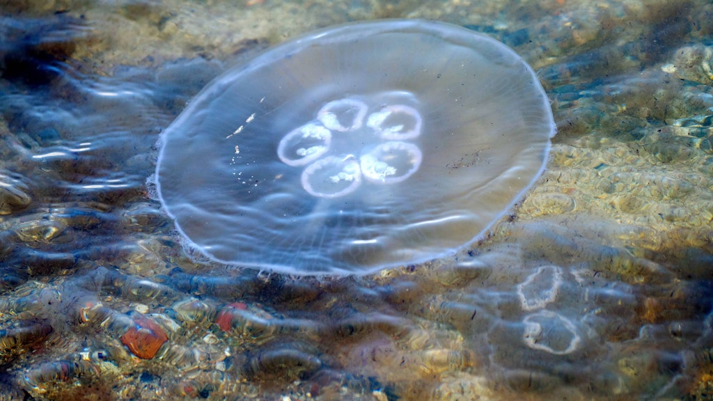 Eine Qualle im Wasser: