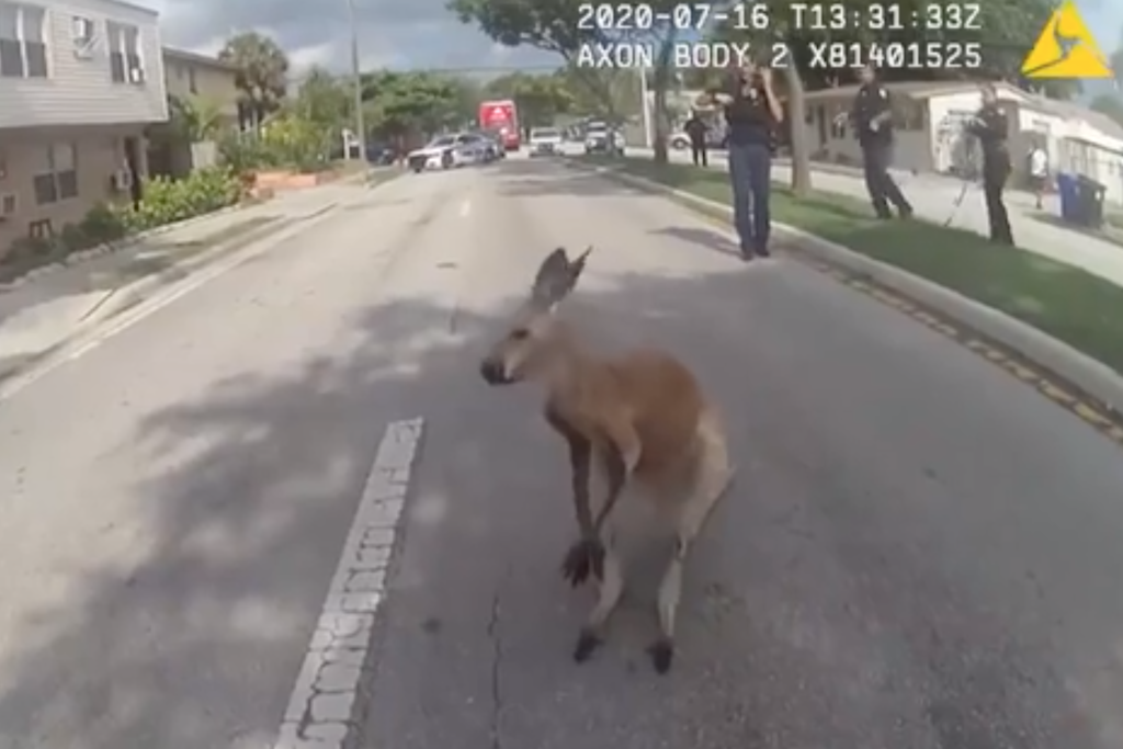 Fort Lauderdale: Das Känguru Jack aus der Sicht der Bodycam eines Polizeibeamten – gleich ist es eingefangen.
