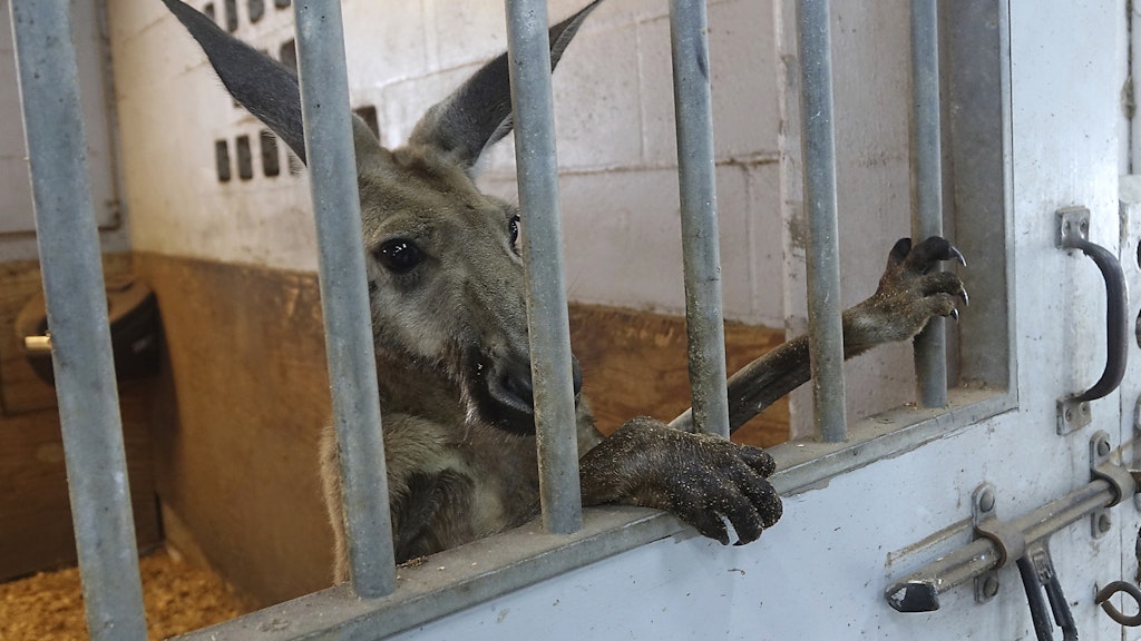 Jack hinter Gittern: Das Känguru wurde in den Ställen der berittenen Polizei von Fort Lauderdale untergebracht.